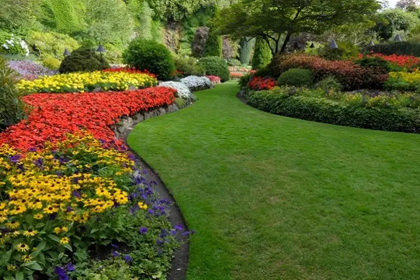 Backyard Landscaping