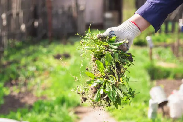 How to clear a yard full of weeds in Davenport, IA