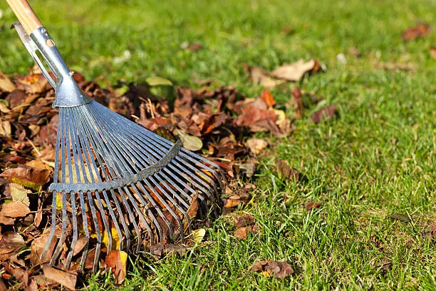 Yard Cleanup in Davenport, IA